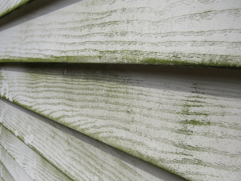 siding with algae | remove algae from vinyl siding
