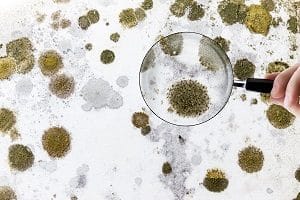 looking molds through magnifying glass | municipal building maintenance